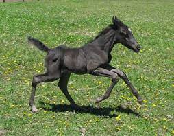 Baby Horse Running