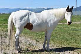 White Horse with Black Ears