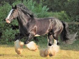 Shire-Horse.